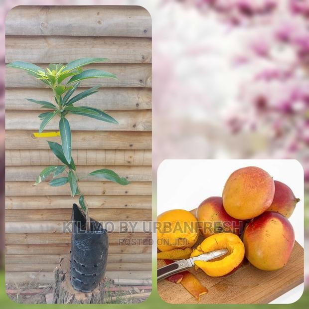 Mango Tree Seedling Moq5 - main view