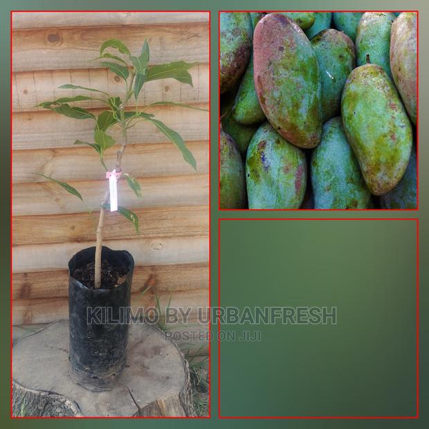 Mango Tree Seedling Moq5 - thumbnail 3