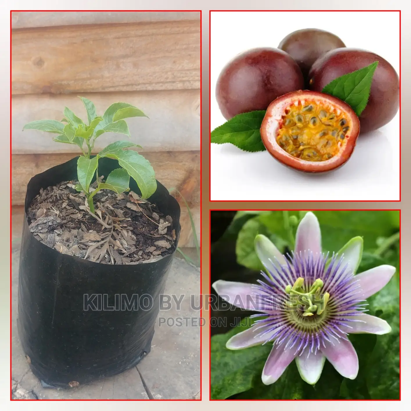 Passion Purple Fruit Seedling Moq5