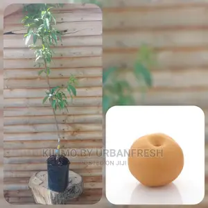 Yellow Peach Fruit Seedling Moq 5