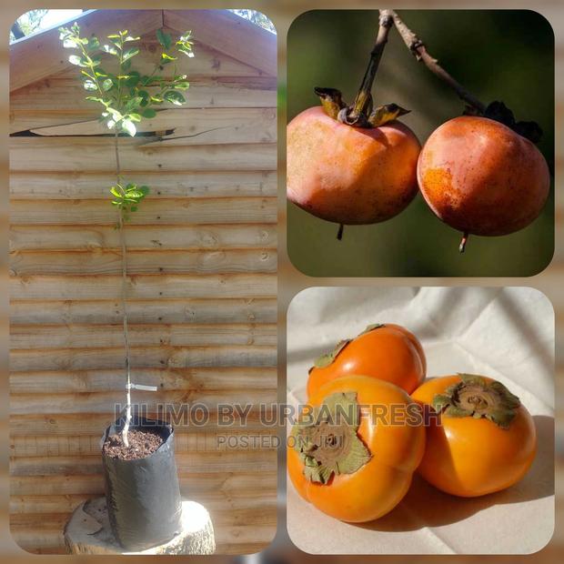 Persimmon Khaki Fruit Seedling Moq 5 - main view