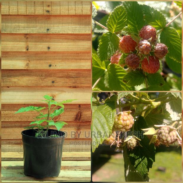 Rasberry Fruit Seedling Moq5 - main view