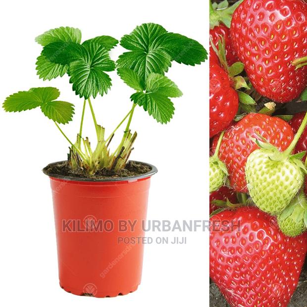 Strawberry Fruit Seedling Moq 10 - main view
