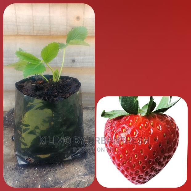 Strawberry Fruit Seedling Moq 10 - thumbnail 3