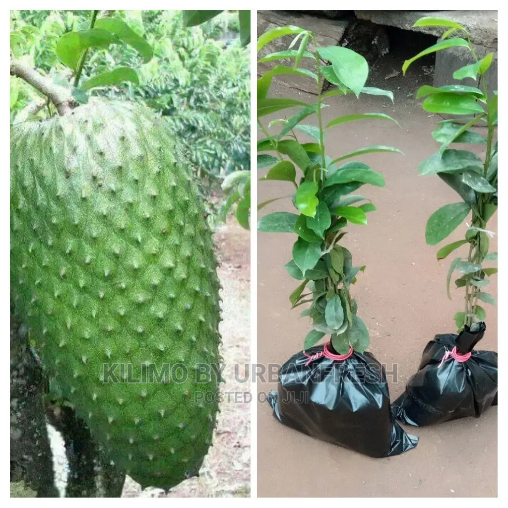 Soursop Fruit Seedling Moq5