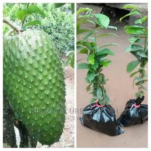 Soursop Fruit Seedling Moq5 - thumbnail 2