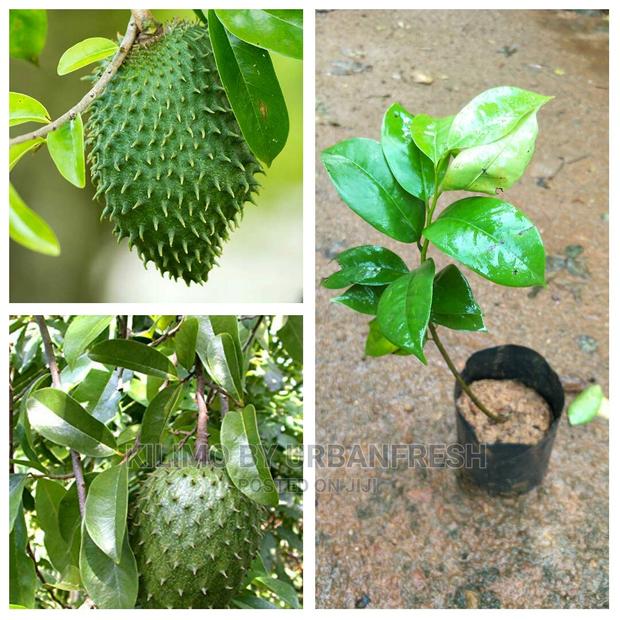 Soursop Fruit Seedling Moq5 - thumbnail 3