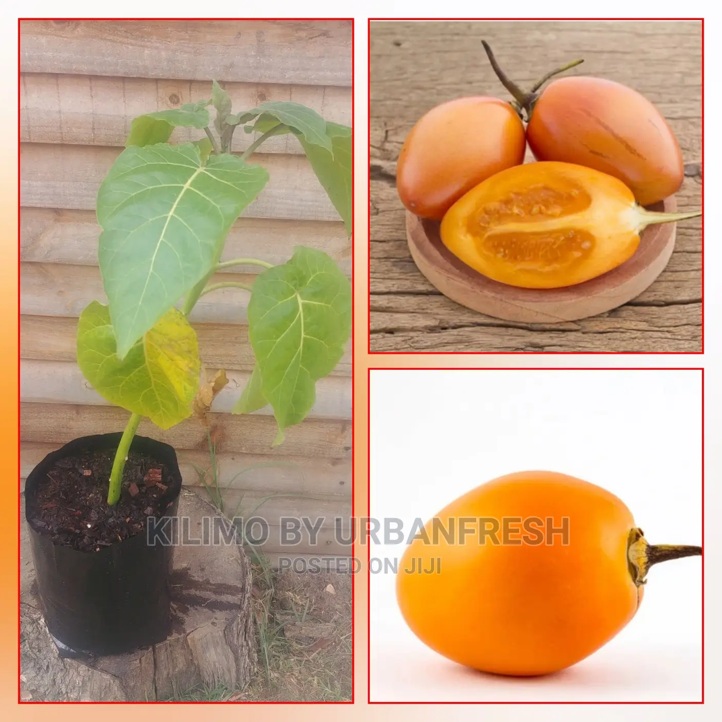Tree Tomato Grafted Fruit Seedling Moq 10