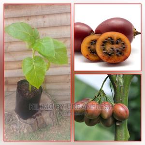 Tree Tomato Seedling Moq5 - thumbnail 2
