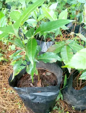 White Sapote Fruit Seedling