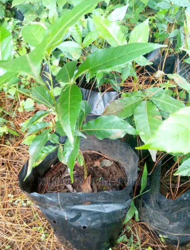 White Sapote Fruit Seedling - thumbnail 3