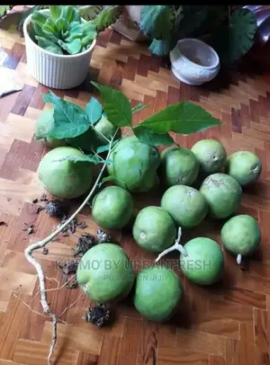 White Sapote Fruit Seedling