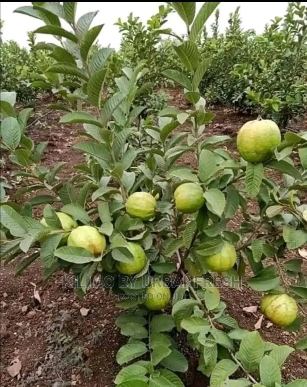Guava Red Fruit Seedling Moq 5