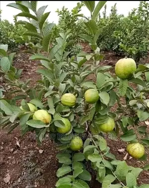 Guava Red Fruit Seedling Moq 5