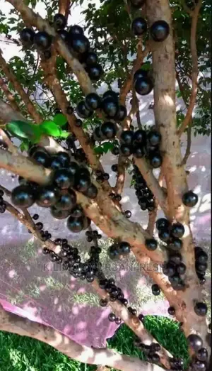 Jabuticaba Fruit Seedling Moq5