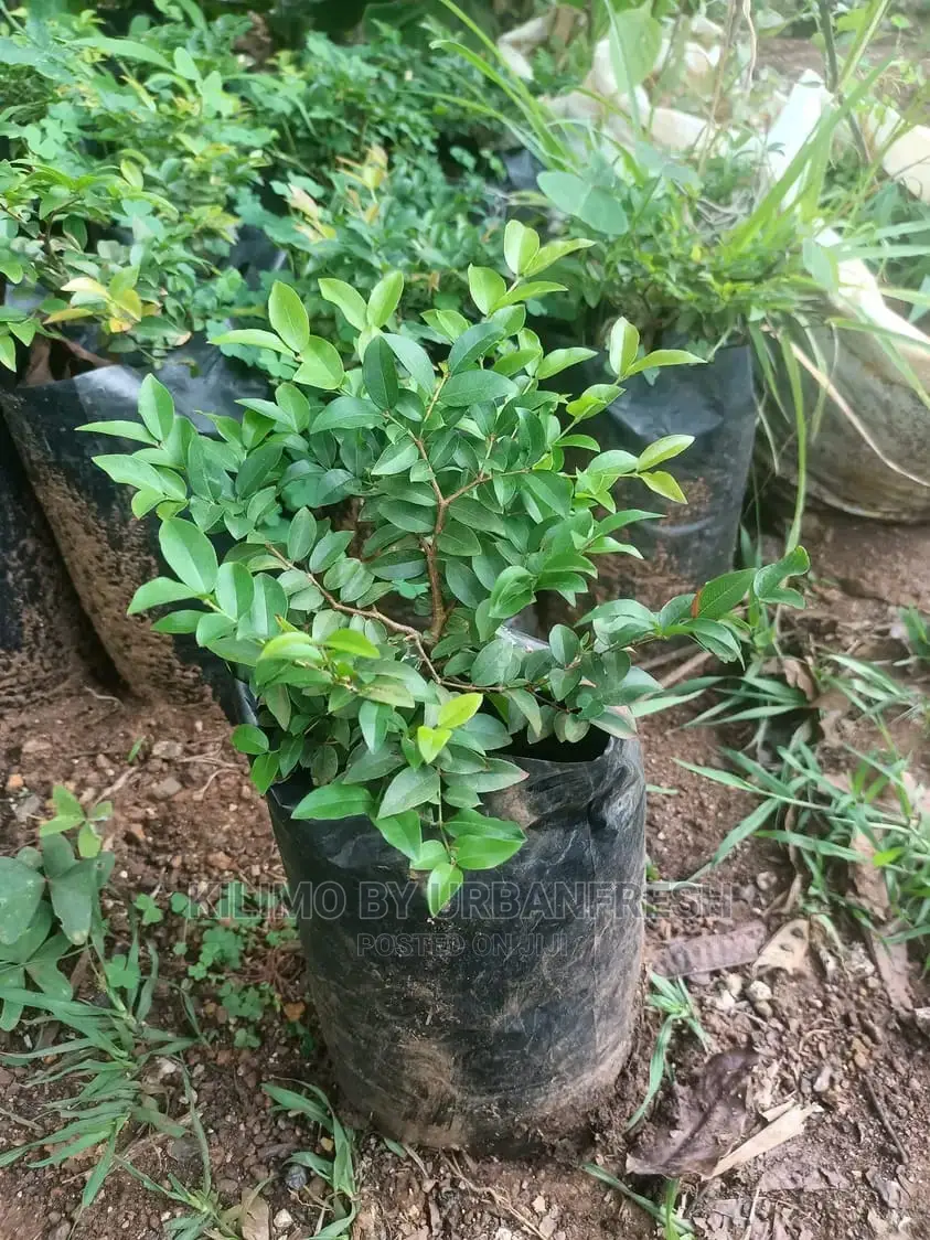 Jabuticaba Fruit Seedling Moq5