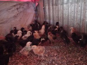 3 Weeks Old Kari Improved Kienyeji Chicks - thumbnail 2