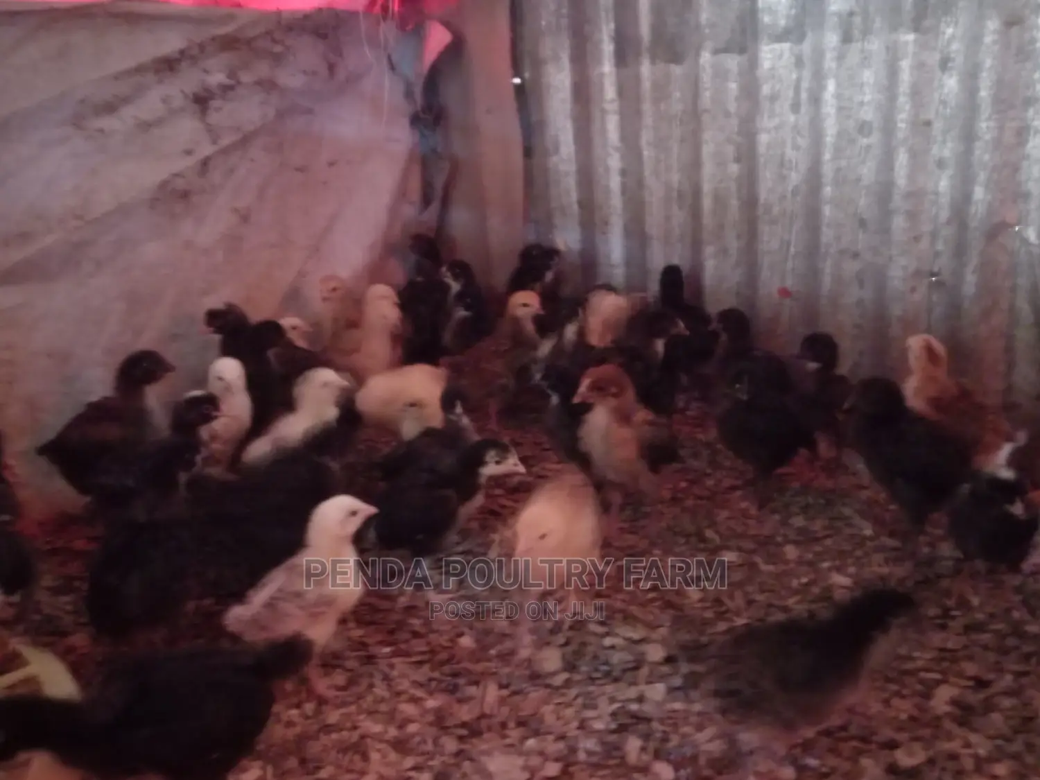 3 Weeks Old Kari Improved Kienyeji Chicks
