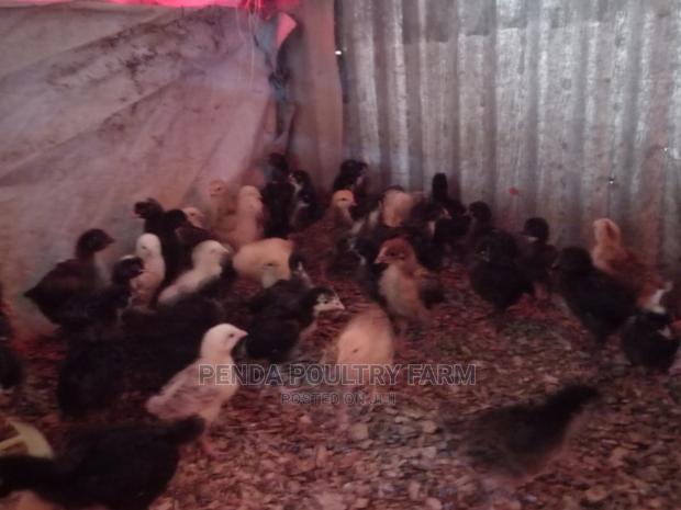 3 Weeks Old Kari Improved Kienyeji Chicks - thumbnail 3