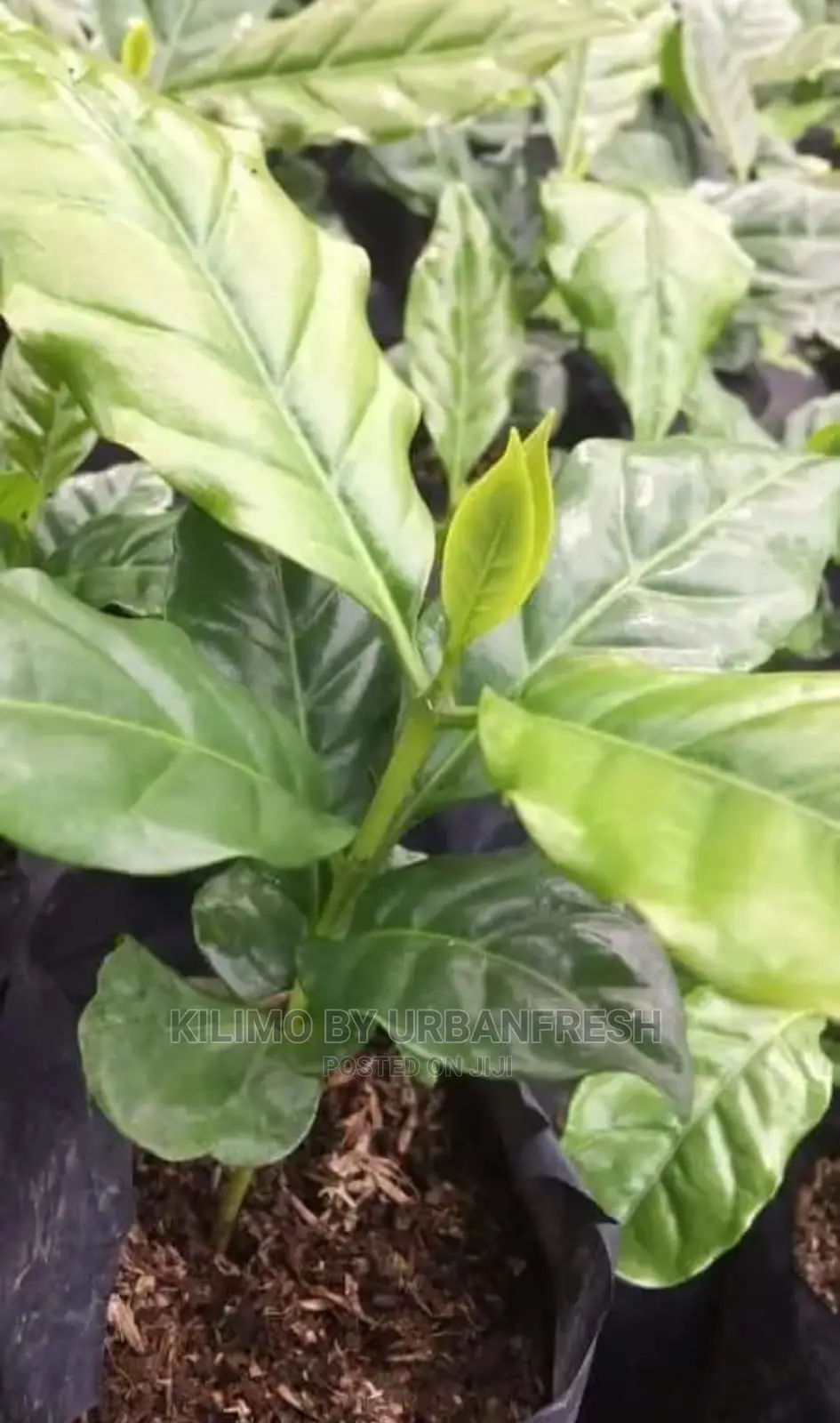 Coffee Plant Seedling. Ruiru 11. Moq5