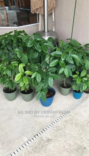 Coffee Plant Seedling. Ruiru 11. Moq5