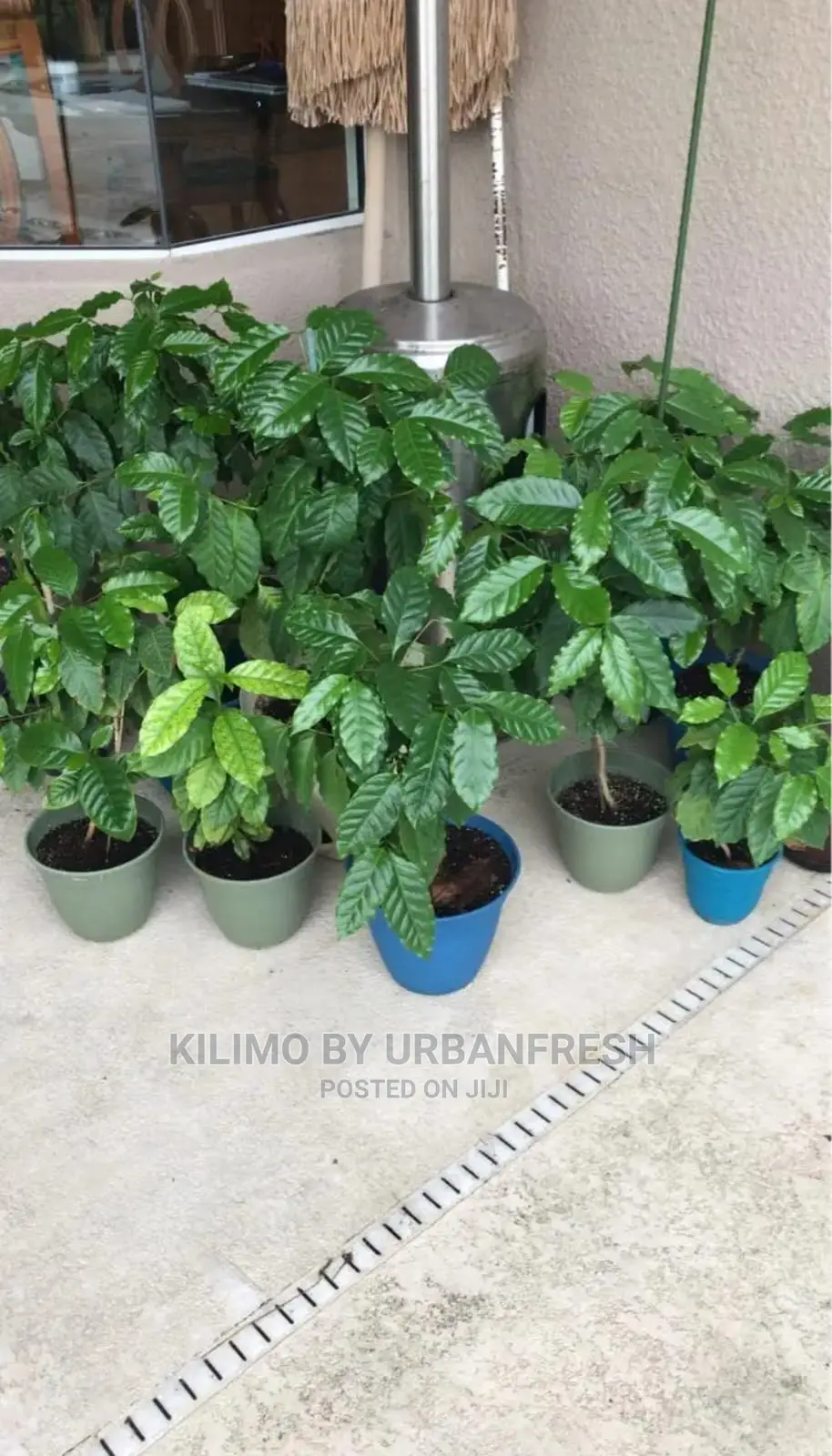 Coffee Plant Seedling. Ruiru 11. Moq5