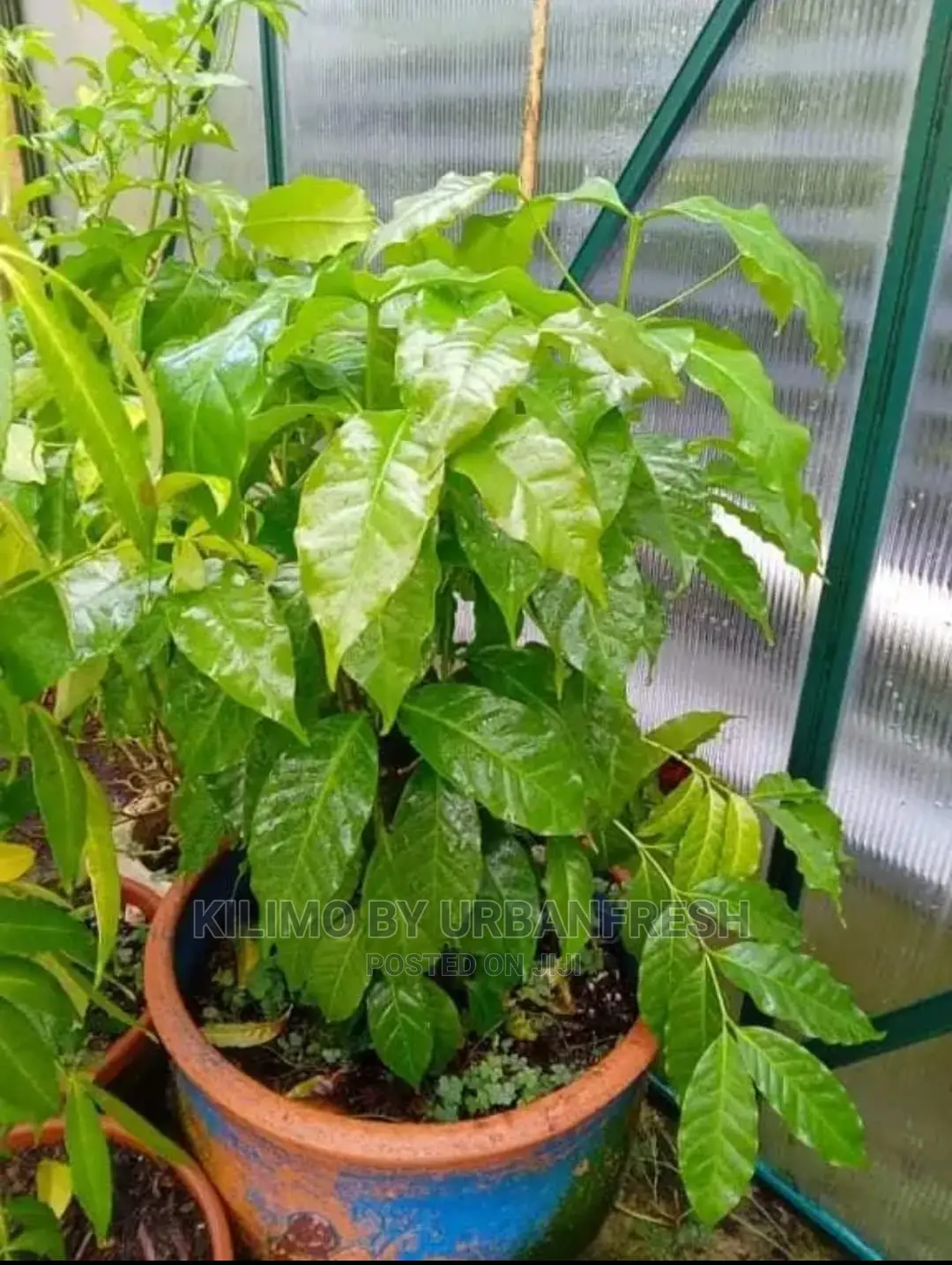 Coffee Plant Seedling. Ruiru 11. Moq5