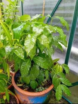 Coffee Plant Seedling. Ruiru 11. Moq5