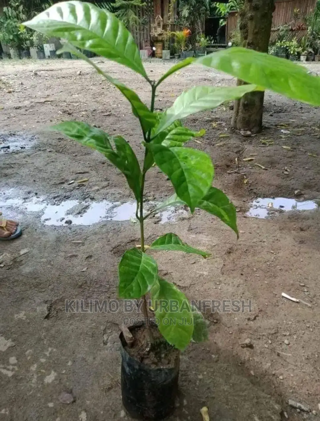 Coffee Plant Seedling. Ruiru 11. Moq5