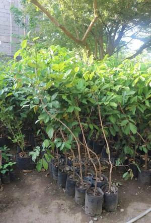 Guava Red Fruit Seedling Moq 5 - thumbnail 2