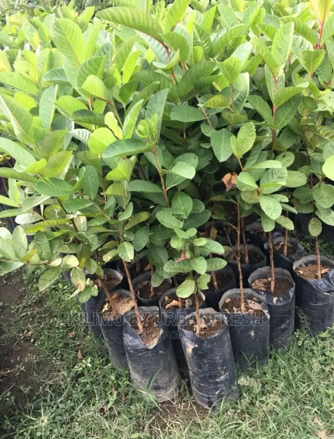 Guava Red Fruit Seedling Moq 5