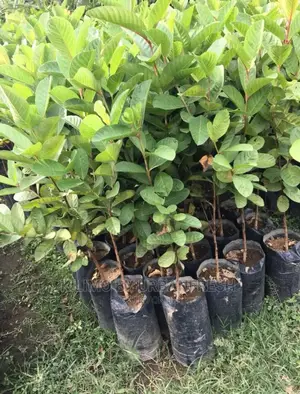 Guava Red Fruit Seedling Moq 5