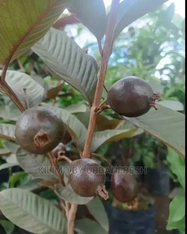 Guava Red Fruit Seedling Moq 5 - thumbnail 5