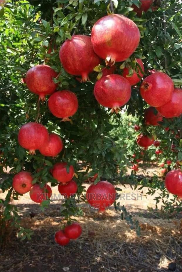 Pomegranate Fruit Seedling Moq5 - main view
