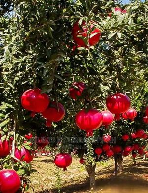 Pomegranate Fruit Seedling Moq5 - thumbnail 3