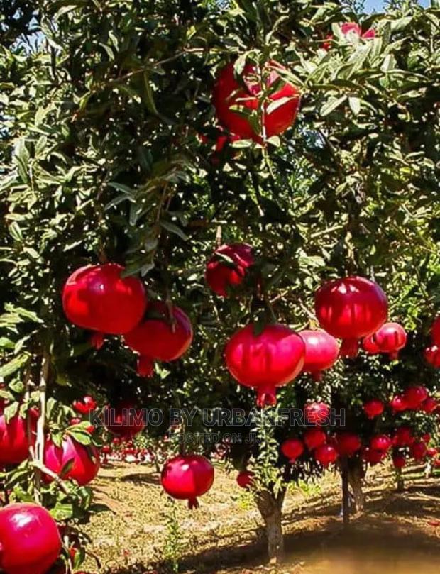 Pomegranate Fruit Seedling Moq5 - thumbnail 4