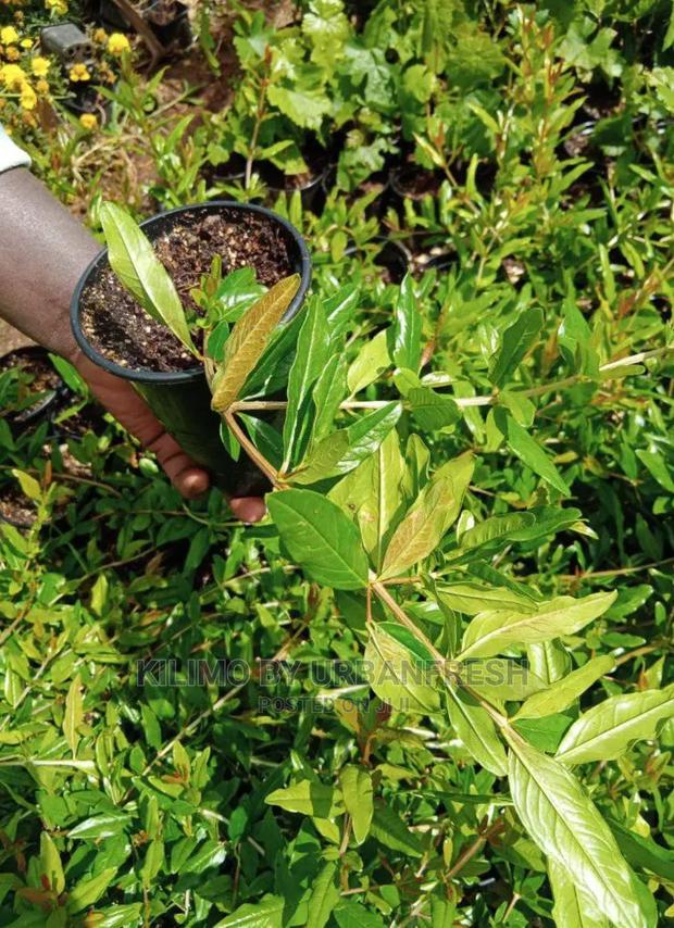 Pomegranate Fruit Seedling Moq5 - thumbnail 5