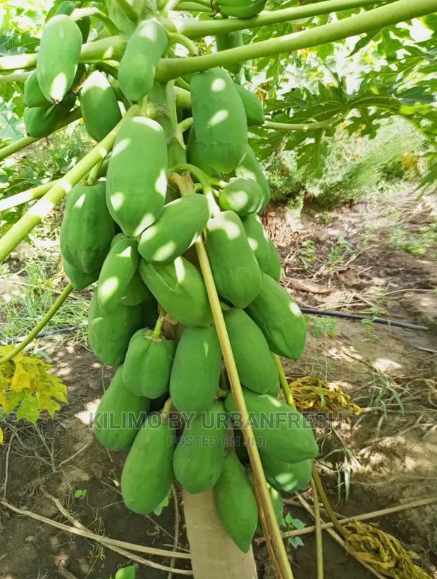 Red Plums Fruit Seedlings Moq5 - main view
