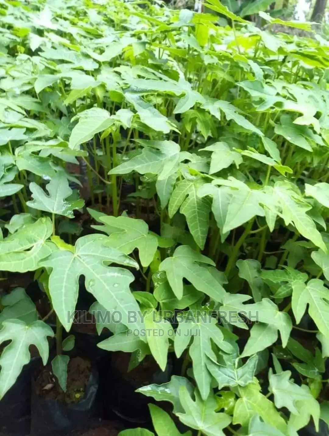 Red Plums Fruit Seedlings Moq5