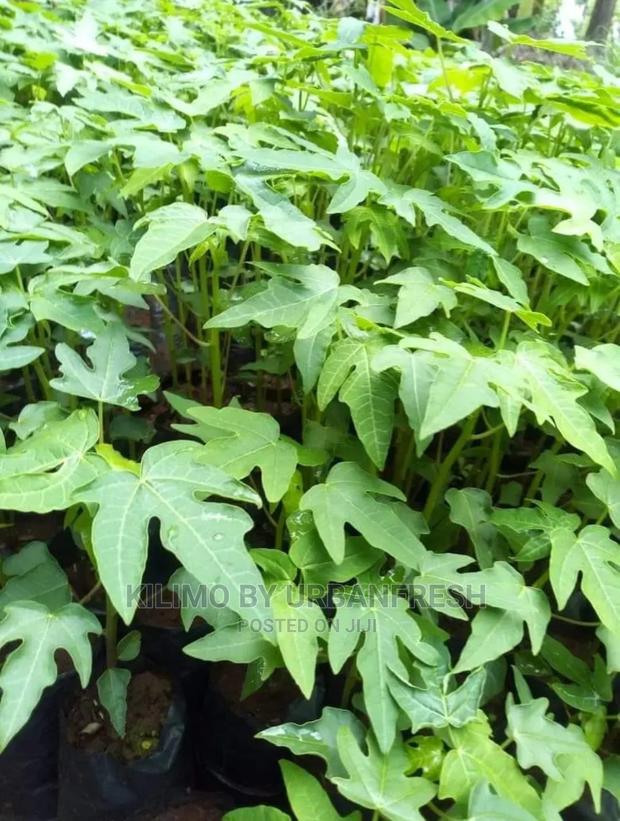 Red Plums Fruit Seedlings Moq5 - thumbnail 3