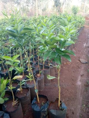 Pixie Orange Fruit Seedling Moq 5 - thumbnail 2