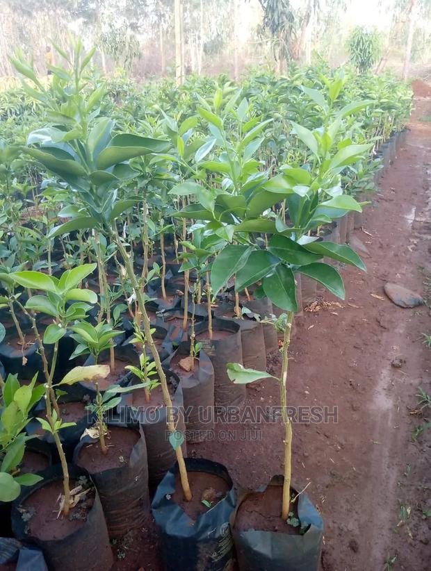 Pixie Orange Fruit Seedling Moq 5 - main view