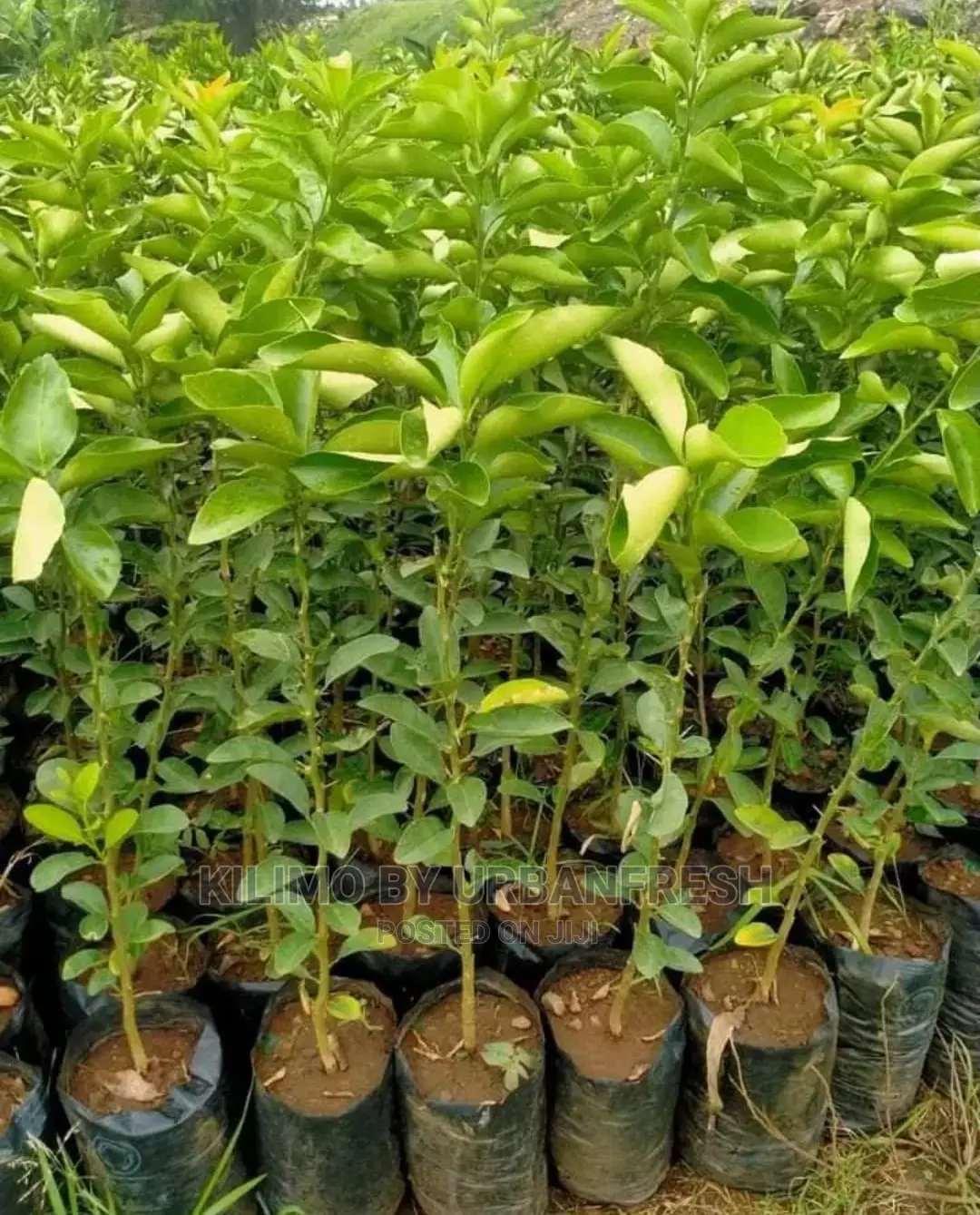 Pixie Orange Fruit Seedling Moq 5