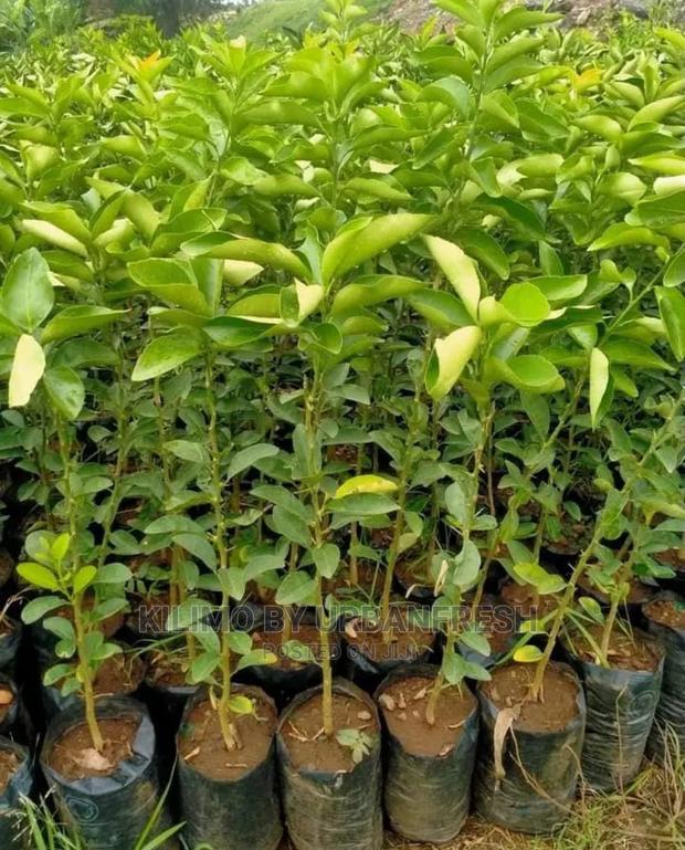 Pixie Orange Fruit Seedling Moq 5 - thumbnail 3