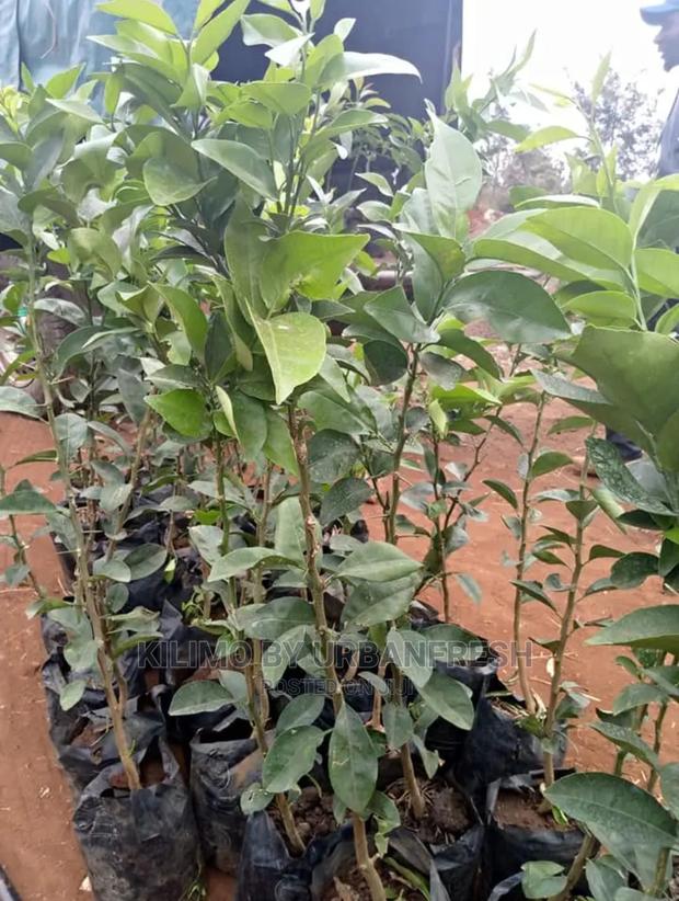 Pixie Orange Fruit Seedling Moq 5 - thumbnail 4