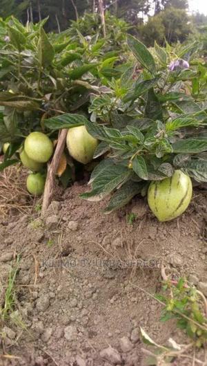 Pepino Fruit Seedling Moq 5 - thumbnail 2