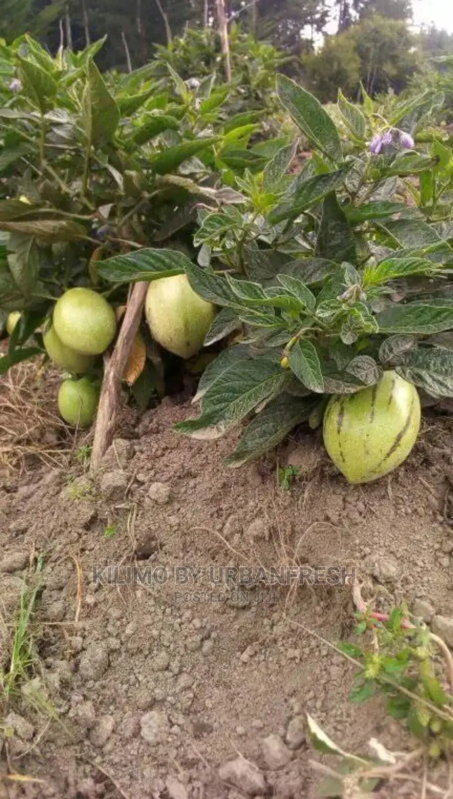 Pepino Fruit Seedling Moq 5