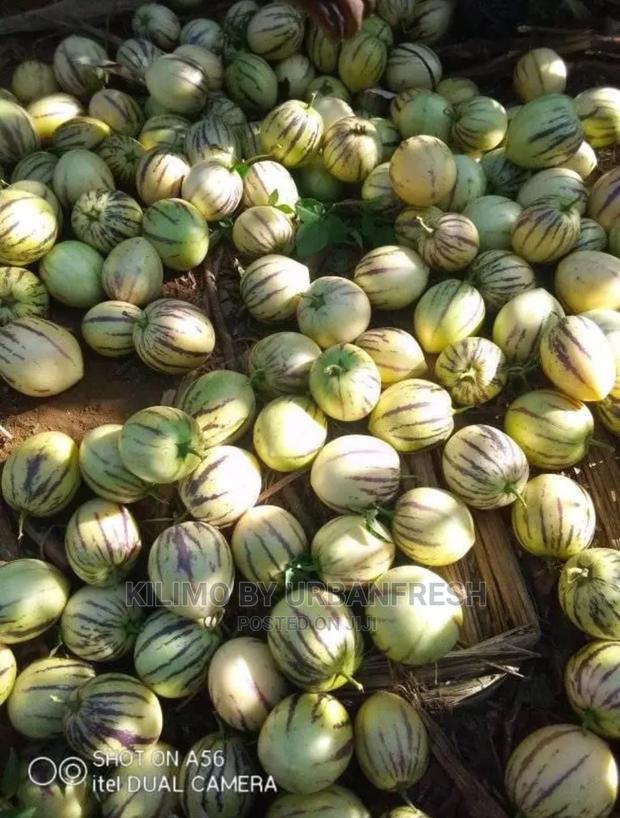 Pepino Fruit Seedling Moq 5 - thumbnail 3