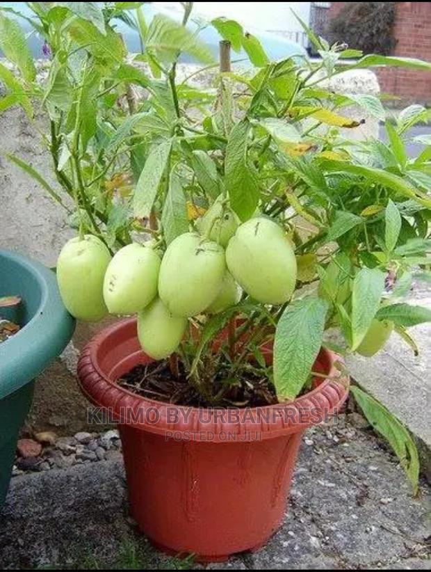 Pepino Fruit Seedling Moq 5 - thumbnail 4