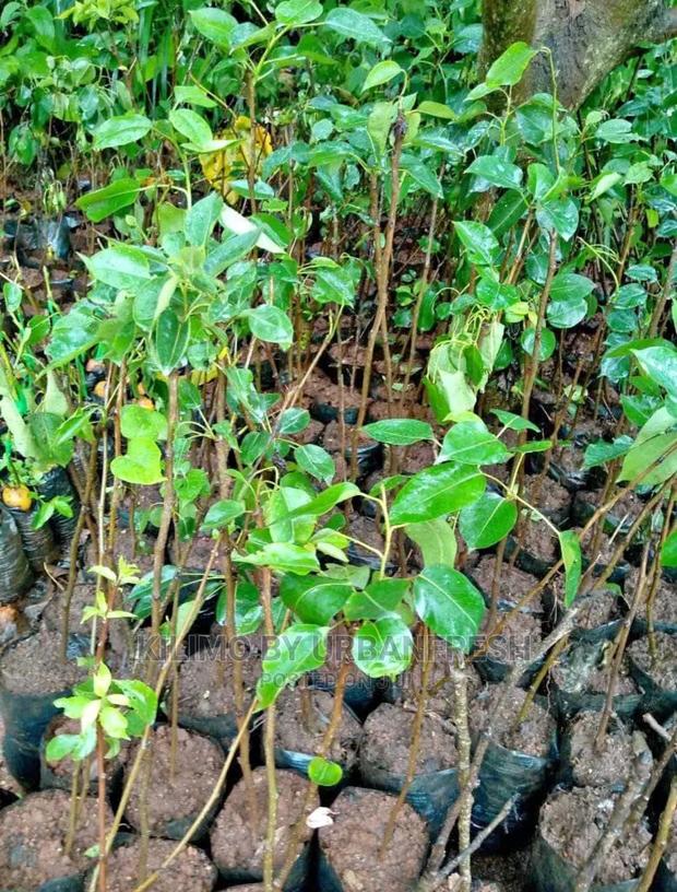 Pears Fruit Seedling Moq 5 - main view